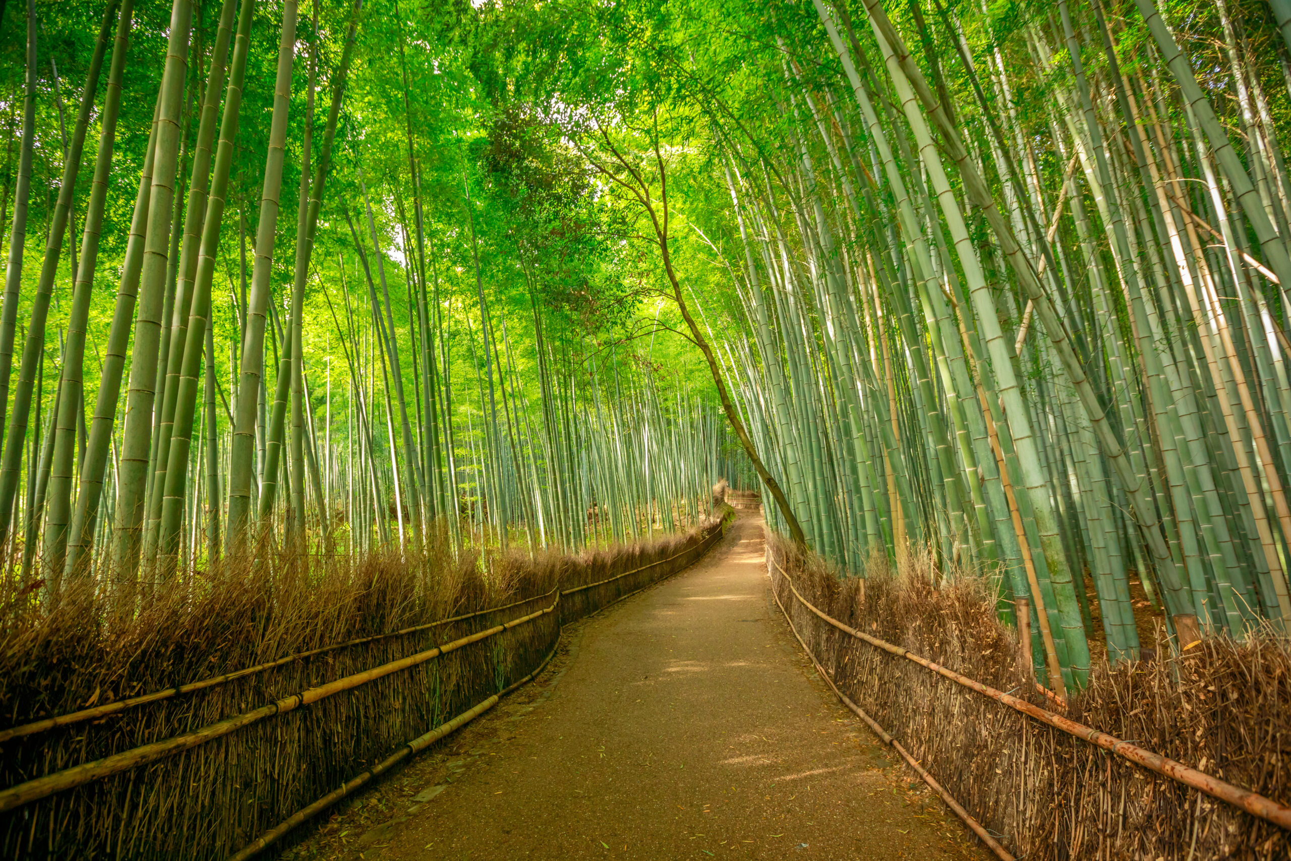 The Sound of Bamboo Forests