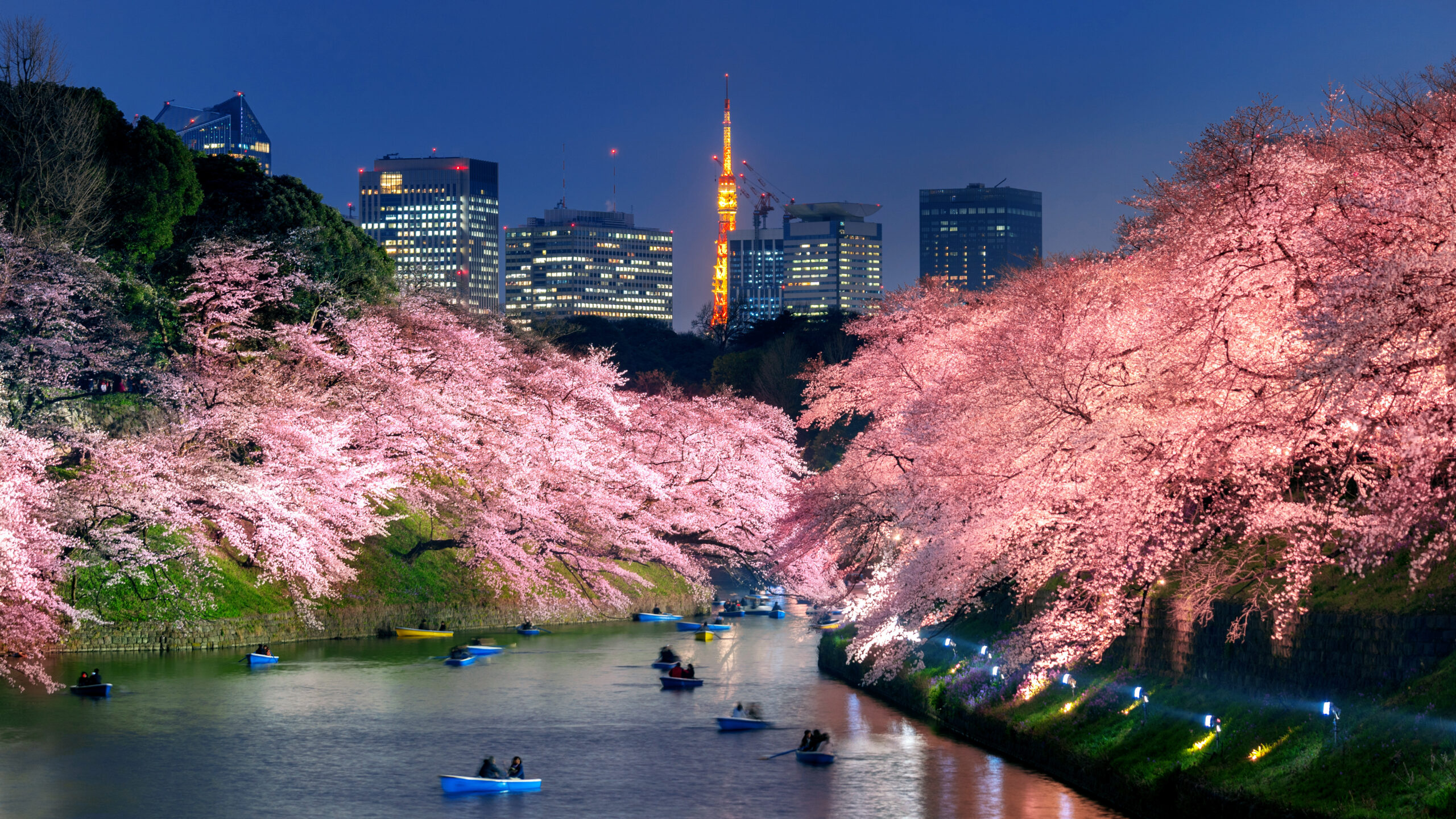 hanami (flower viewing) 