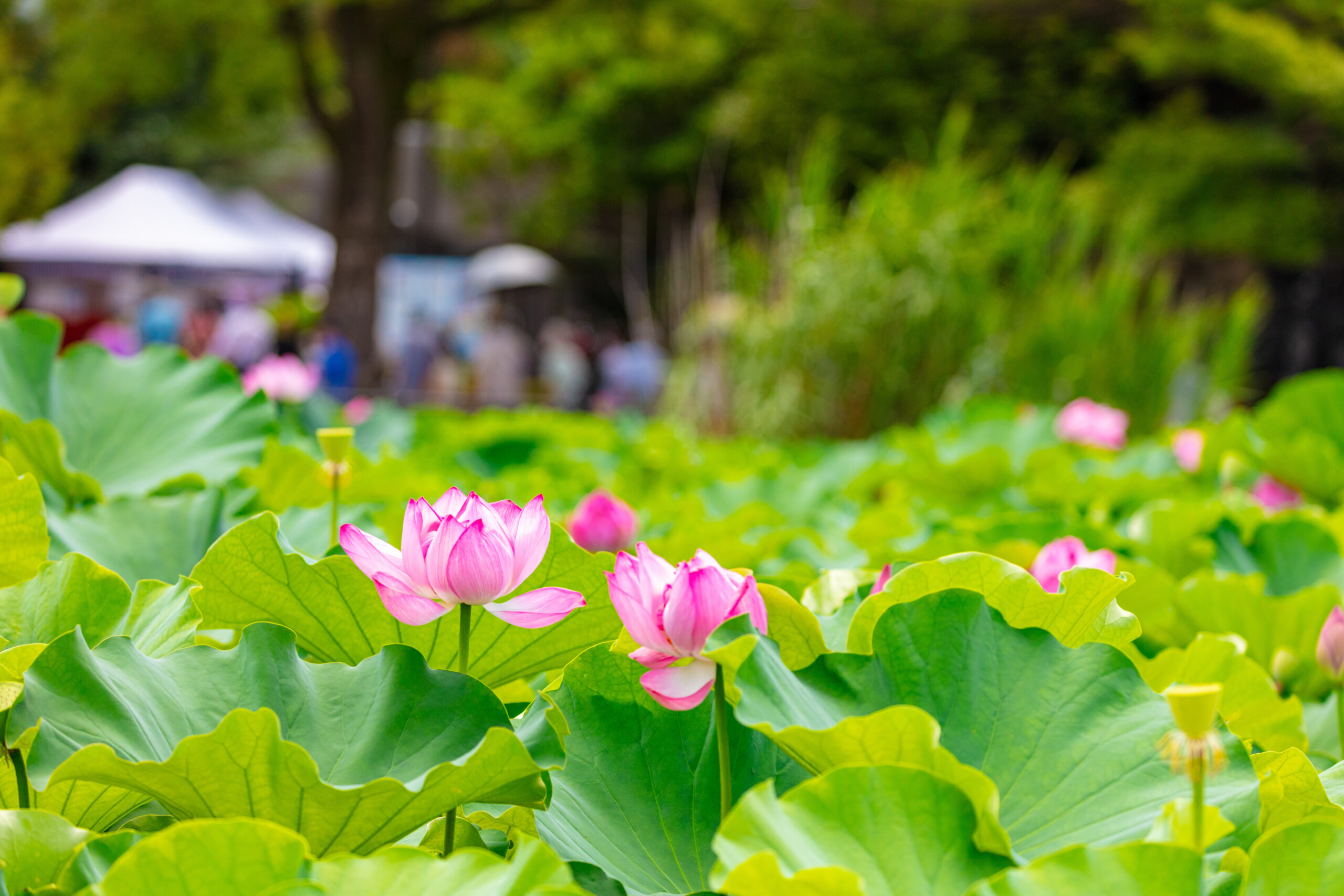 Shinobazu Pond's lotus garden