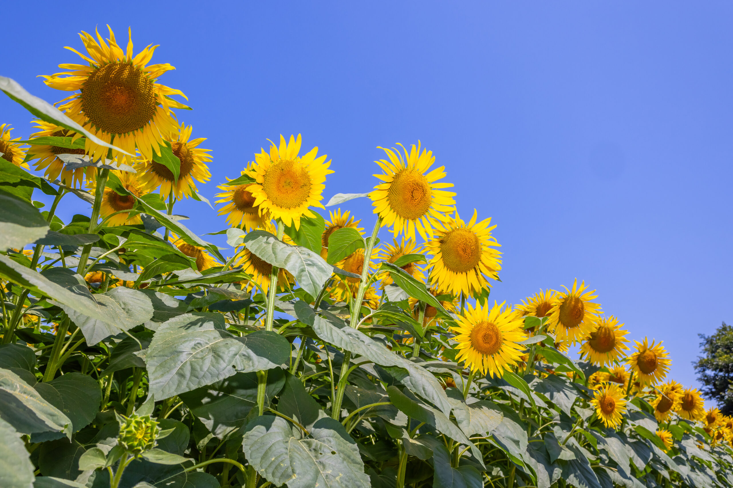 Summer in Japan