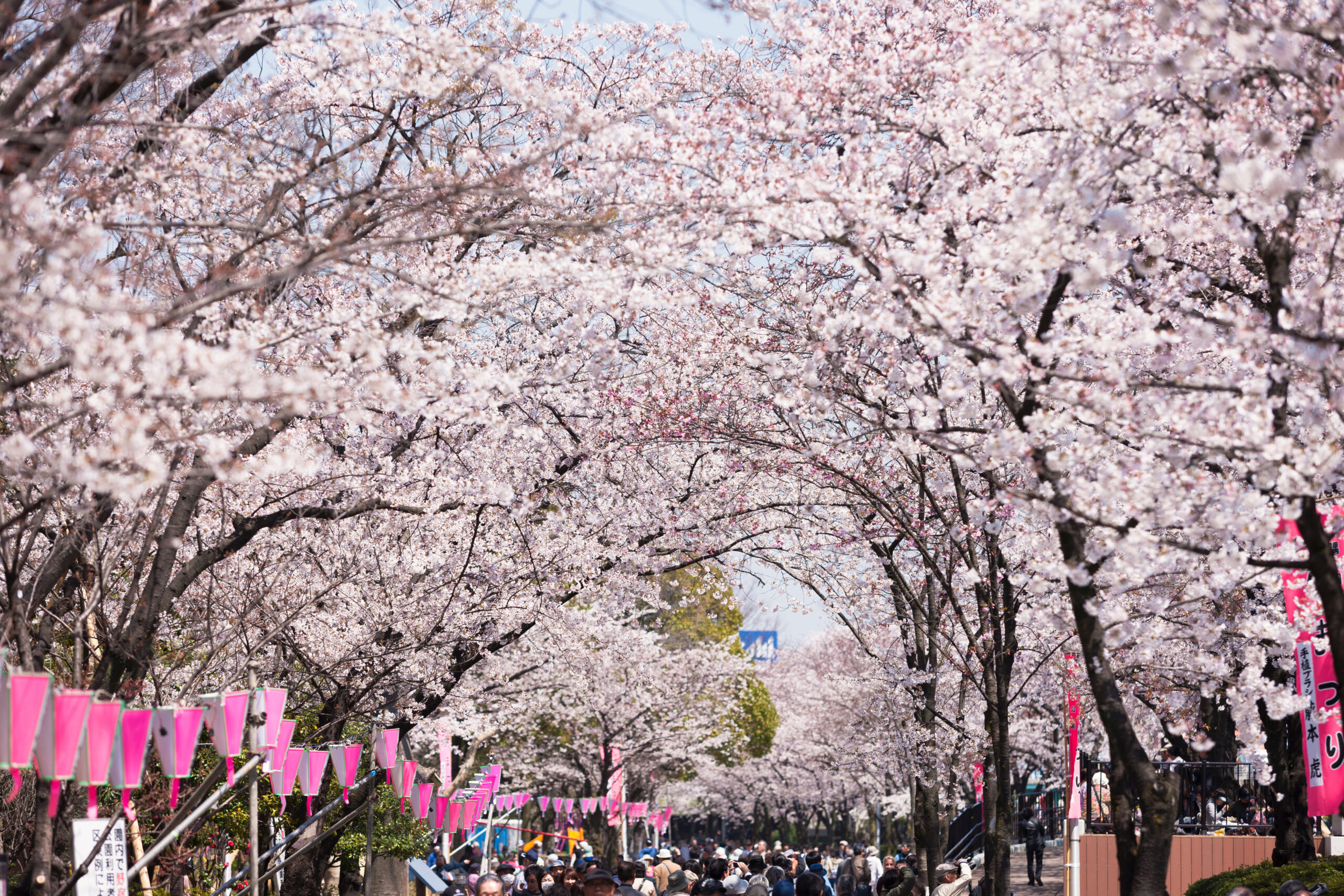 Cherry blossoms in Ueno Park