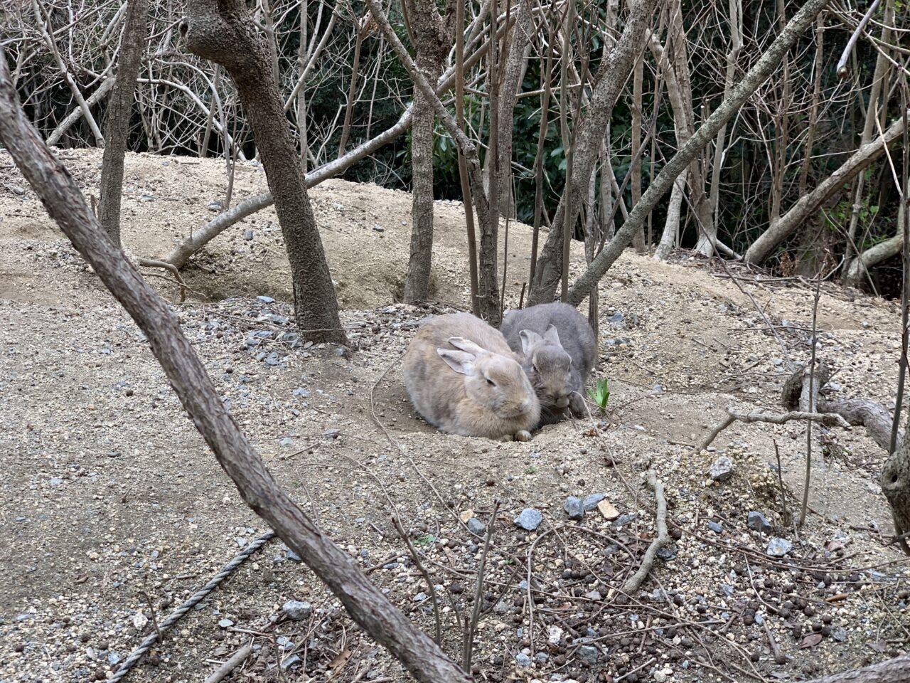 bunnies